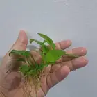 نباتات احواض سمك