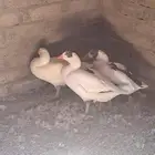 فروخ وز للبيع