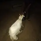 فرير للبيع على السوم