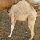 قعود للبيع