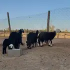 نجد ولد شبب