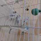 طيور زينه 2 أنثى 2 ذكر