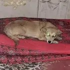 كلب زينه انثى