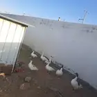 فروخ و وز للبيع