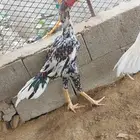 ديك سندي بيور الموقع المجارده