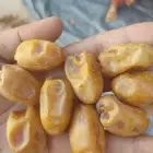 تمور اخلاص فله فاخر