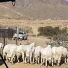 خرفان كفو وسمان