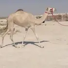 بكره حقه طيبه ( هجن )