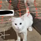 قط ضايع بالمروج