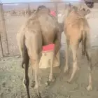 قعدان مفرد حققن سهيل سمان على الشعير المقطع واتساب