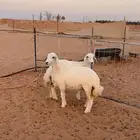 رخال حريه