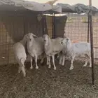 غنم حريات للبيع