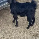 تيس العمر 7 شهور مخصي