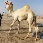 بعير فحل منتج ( هجن )