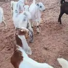 تيوس طيبة تغذية خاصة