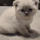 قطط سكوش سلاله خالصه وغير مهجن