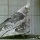 فرايد كروان كوكتيل