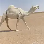 للبيع الضروبه الكفو على جميع الشروط