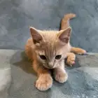 قطه للتبني