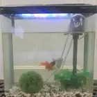 سمك زينة للبيع