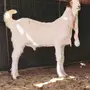 مشروع فحل على الجارف