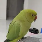 بغبغاء دره أليف يقبل المسح ويجي على اليد