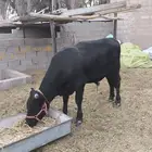 ثور للبيع عمره سنه وشهرين