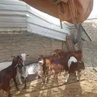 تيوس محايليه فل شحم