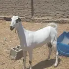 عنز بيشية كحل صغيره سن