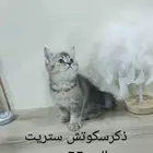 قطط سكوتش ستريت وفولد كيتن للبيع