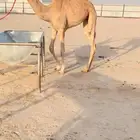 حقه سابق