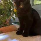 ثلاث قطط للتبني ام و ذكرين