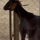 عنز دغساء حاصب