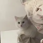 قط شيرازي للتبني