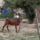 تيس نظيف وسمين