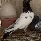حمام باكساني تيدي