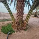 نخيل البيع الخرمه الدغميه ام راكه رنيه الطايف