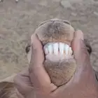 تيس فحل للبيع