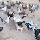 دجاج بياض