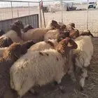ذبايح نعيم للبيع