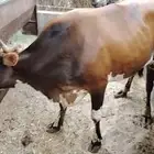 بقره دنمركيه بجرسيه