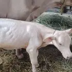 بقره مشروكه