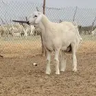 مشروع فحل