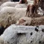 6 نعمييات