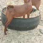 جفار محايلليه دهم