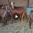 تيوس محايليه الموقع جده الحرازات