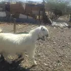 عنز بيضاء صنف