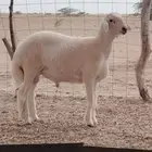 مشروع فحل