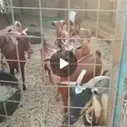 السلام عليكم معزا مقاني النوقع مرحبا جده الحرازات