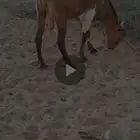 تيوس محايليه للبيع الموقع الحرازات جده